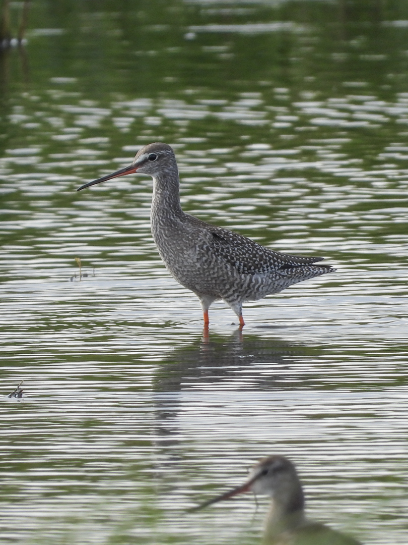 Is dit een juveniele ruiter?